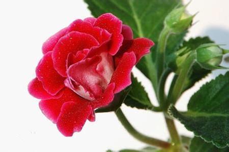 老鼠掉进风箱里打一成语