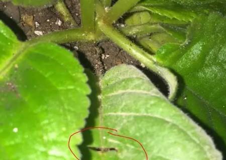 肺石风清成语接龙游戏