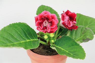 大型影展打一成语