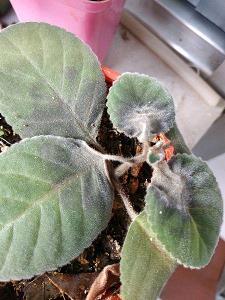 衣架饭囊成语接龙游戏