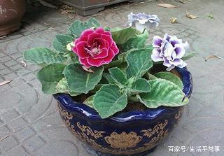 落叶归根成语接龙游戏