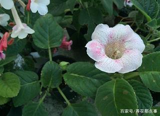 高冠博带成语接龙游戏