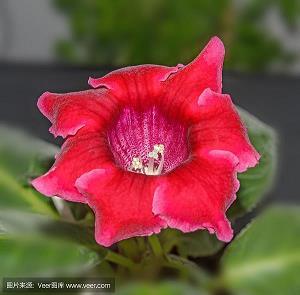 蜣螂抱粪成语接龙游戏