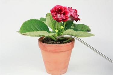 绝望；老张的眼睛打一成语