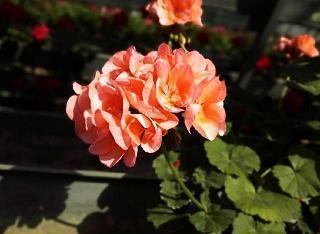 大漠孤烟直，长河落日圆打一成语