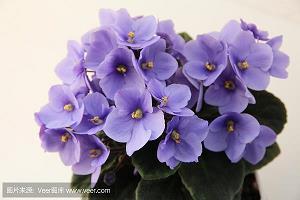 旗语；打手势；哑巴打手势打一成语