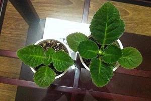 逐浪随波成语接龙游戏