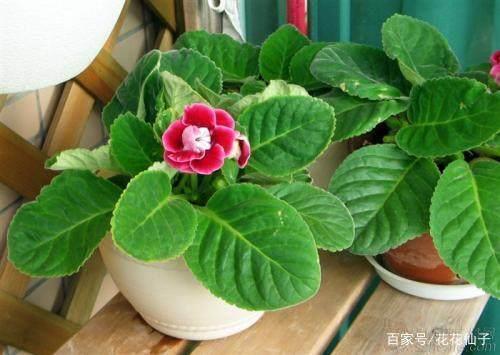雪胎梅骨成语接龙游戏