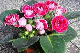 棒子面煮葫芦打一成语