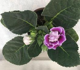 袖里乾坤成语接龙游戏