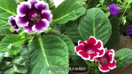 钜人长德成语接龙游戏