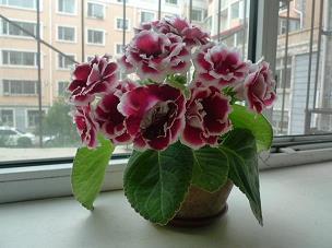 龙虎将打一成语