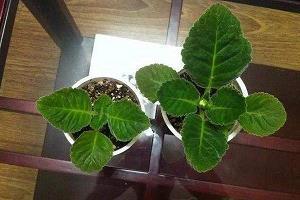 谆谆教诲成语接龙游戏