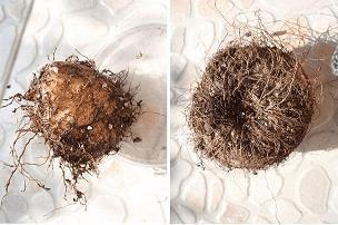 迫切陈词成语接龙游戏