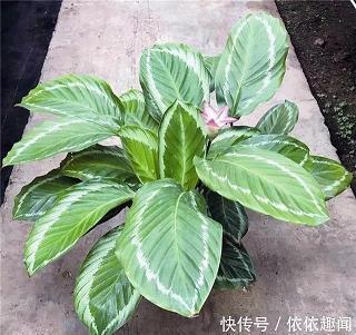 肺部透视正常打一成语