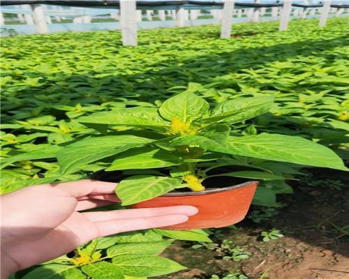 不寻常的春天