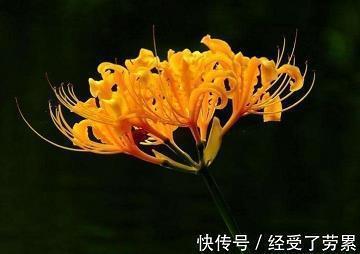 枕典席文成语接龙游戏