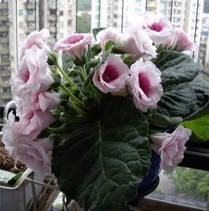 口无遮挡打一成语