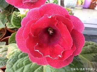 饿虎扑羊成语接龙游戏