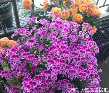 菜蔬之色成语接龙游戏