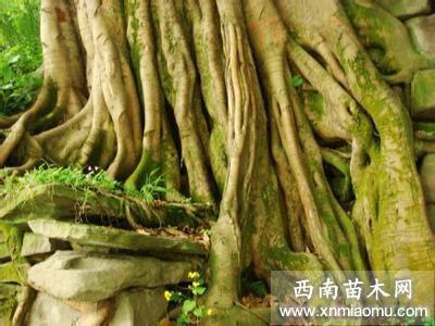 谦让未遑成语接龙游戏