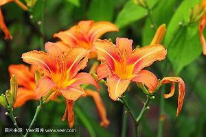 藏污纳垢成语接龙游戏