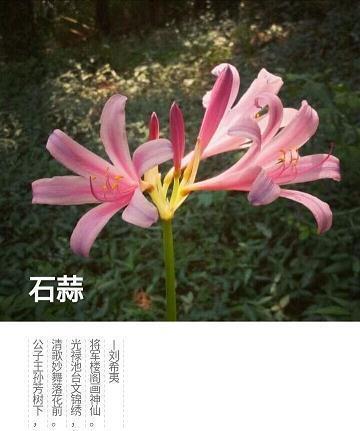 赫赫魏魏成语接龙游戏