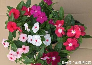 魂飞胆颤成语接龙游戏