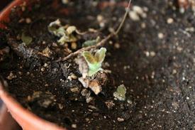 逐物不还成语接龙游戏