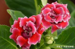 绝症；病入膏肓打一成语