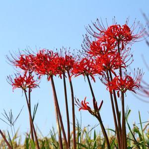长命百岁造句-用长命百岁怎么造句