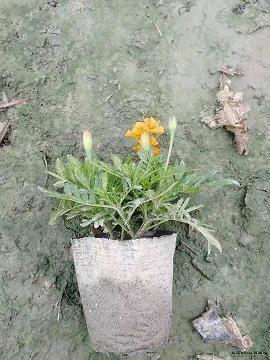 一抹斜红不肯无打一成语