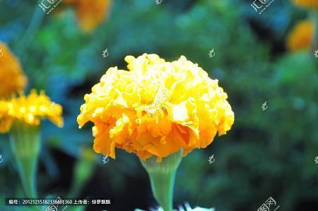 淡妆浓抹总无奇打一成语