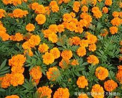 顾影弄姿成语接龙游戏