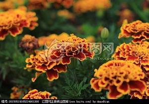 错节盘根成语接龙游戏