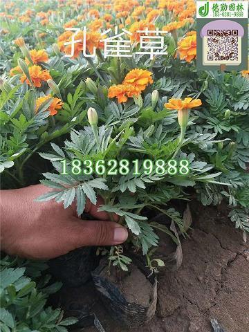 长虺成蛇成语接龙游戏