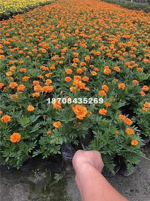 雕章绘句成语接龙游戏