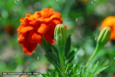 雪花打一成语