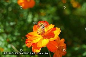 鬼计多端成语接龙游戏