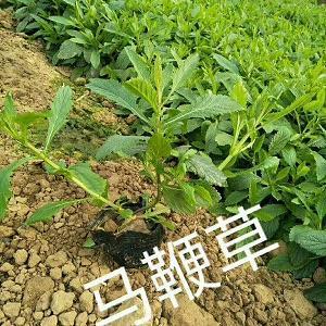 附骥攀鸿成语接龙游戏