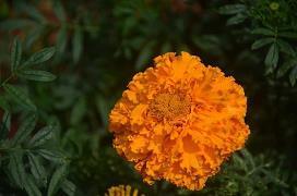 彩云；漂亮话打一成语