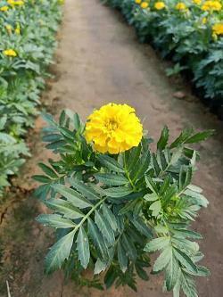 遗簪脱舄成语接龙游戏