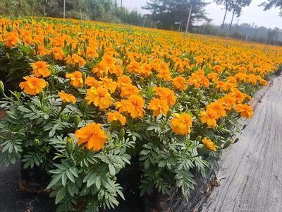 草人过河打一成语