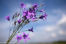 驱荷虏，谁领兵？ [卷帘格]打一成语