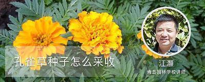 阳春有脚成语接龙游戏