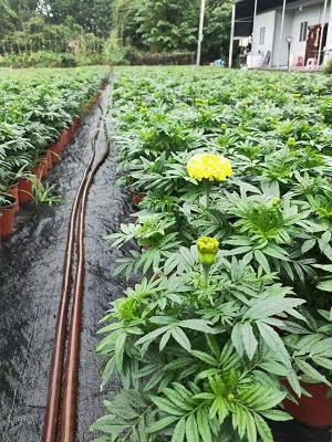隆刑峻法成语接龙游戏