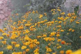 贞风亮节成语接龙游戏
