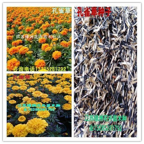 蒋母有身孕 卷帘格打一成语