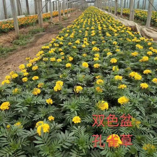重珪迭组成语接龙游戏
