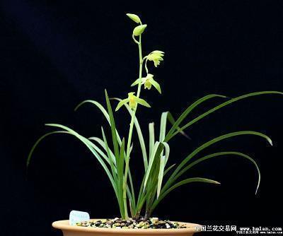 黄冠草履成语接龙游戏